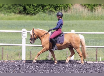 Duitse rijpony Mix, Ruin, 12 Jaar, 135 cm, Palomino