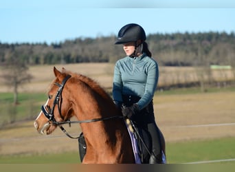 Duitse rijpony, Ruin, 12 Jaar, 137 cm, Vos