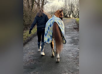 Duitse rijpony, Ruin, 12 Jaar, 137 cm, Vos