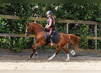 Duitse rijpony, Ruin, 12 Jaar, 137 cm, Vos