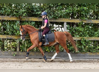 Duitse rijpony, Ruin, 12 Jaar, 137 cm, Vos