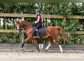 Duitse rijpony, Ruin, 12 Jaar, 137 cm, Vos