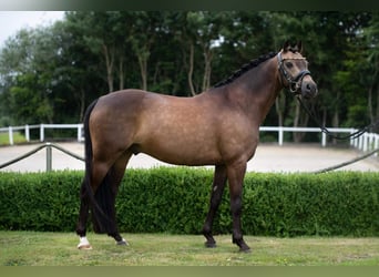 Duitse rijpony, Ruin, 12 Jaar, 142 cm, Buckskin