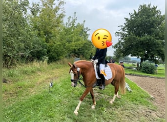 Duitse rijpony, Ruin, 12 Jaar, 143 cm, Vos