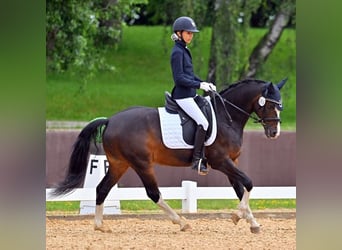 Duitse rijpony, Ruin, 12 Jaar, 144 cm, Donkerbruin