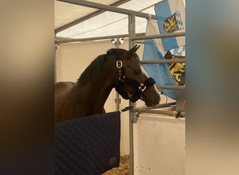 Duitse rijpony, Ruin, 12 Jaar, 144 cm, Donkerbruin