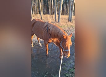 Duitse rijpony, Ruin, 12 Jaar, 145 cm, Vos