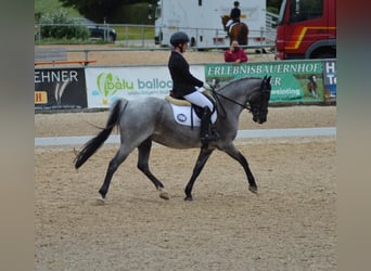 Deutsches Reitpony, Wallach, 12 Jahre, 145 cm, Rappschimmel