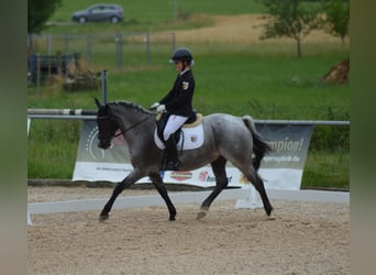 Deutsches Reitpony, Wallach, 12 Jahre, 145 cm, Rappschimmel