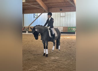 Deutsches Reitpony, Wallach, 12 Jahre, 145 cm, Rappschimmel