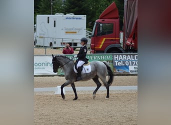 Deutsches Reitpony, Wallach, 12 Jahre, 145 cm, Rappschimmel