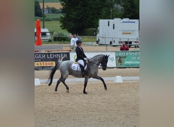 Deutsches Reitpony, Wallach, 12 Jahre, 145 cm, Rappschimmel