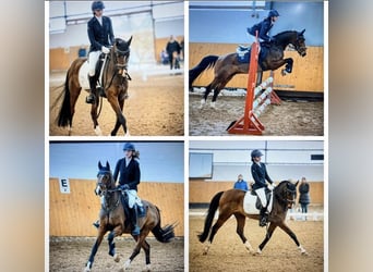 Duitse rijpony, Ruin, 12 Jaar, 146 cm, Bruin