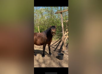 Duitse rijpony, Ruin, 12 Jaar, 147 cm, Donkerbruin