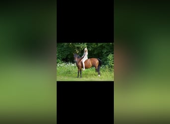 Duitse rijpony, Ruin, 12 Jaar, 147 cm, Donkerbruin