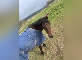 Duitse rijpony, Ruin, 12 Jaar, 147 cm, Donkerbruin