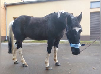 Duitse rijpony Mix, Ruin, 12 Jaar, 147 cm, Gevlekt-paard