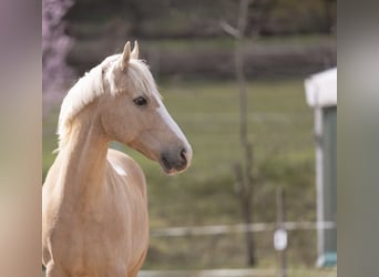 Duitse rijpony, Ruin, 12 Jaar, 147 cm, Palomino