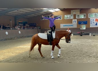 Duitse rijpony, Ruin, 12 Jaar, 147 cm, Vos