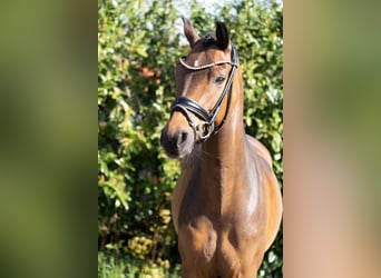 Duitse rijpony, Ruin, 12 Jaar, 148 cm, Bruin