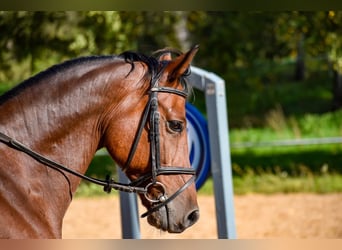 Duitse rijpony, Ruin, 12 Jaar, 148 cm, Bruin