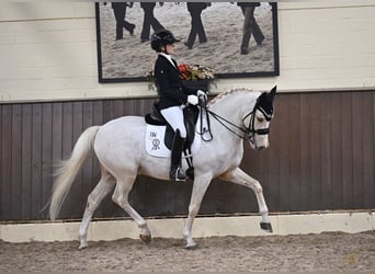 Duitse rijpony, Ruin, 12 Jaar, 148 cm, Palomino