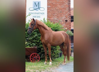 Duitse rijpony, Ruin, 12 Jaar, 148 cm, Vos