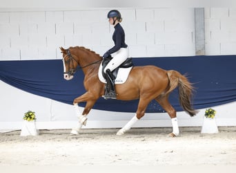 Duitse rijpony, Ruin, 12 Jaar, 148 cm, Vos