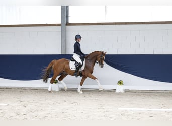 Duitse rijpony, Ruin, 12 Jaar, 148 cm, Vos