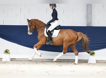 Duitse rijpony, Ruin, 12 Jaar, 148 cm, Vos