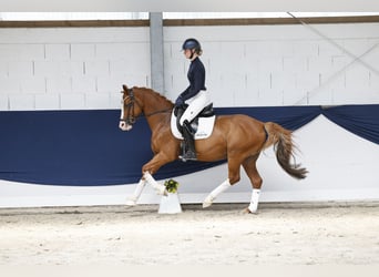 Duitse rijpony, Ruin, 12 Jaar, 148 cm, Vos