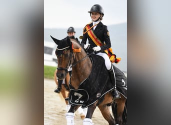 Duitse rijpony, Ruin, 12 Jaar, 149 cm, Falbe