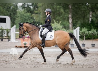 Duitse rijpony, Ruin, 12 Jaar, 149 cm, Falbe