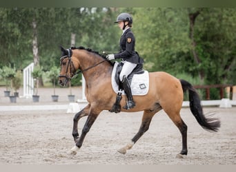 Duitse rijpony, Ruin, 12 Jaar, 149 cm, Falbe