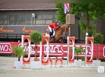 Duitse rijpony, Ruin, 12 Jaar, 149 cm, Vos