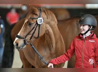 Duitse rijpony, Ruin, 12 Jaar, 149 cm, Vos
