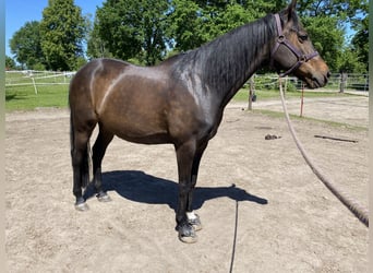 Duitse rijpony, Ruin, 12 Jaar, 150 cm, Bruin