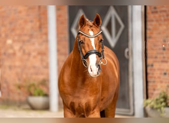 Duitse rijpony, Ruin, 12 Jaar, 152 cm, Donkere-vos