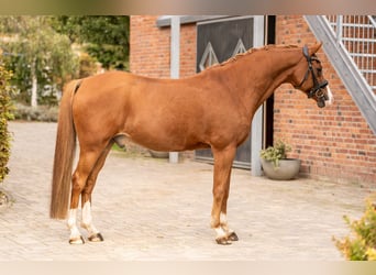 Duitse rijpony, Ruin, 12 Jaar, 152 cm, Donkere-vos