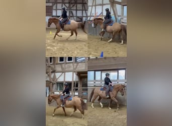 Duitse rijpony, Ruin, 12 Jaar, 156 cm, Red Dun