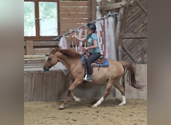 Duitse rijpony, Ruin, 12 Jaar, 156 cm, Red Dun