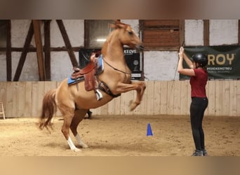 Duitse rijpony, Ruin, 12 Jaar, 156 cm, Red Dun