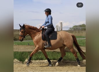 Duitse rijpony, Ruin, 12 Jaar, 156 cm, Red Dun