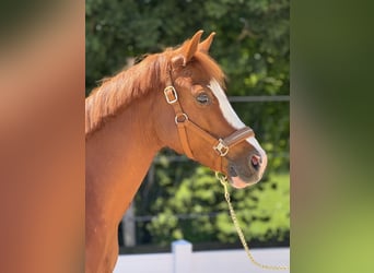 Duitse rijpony, Ruin, 12 Jaar
