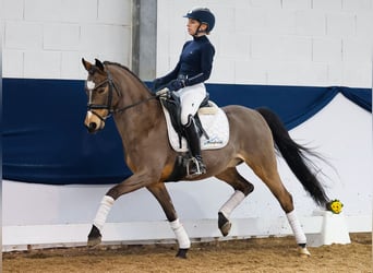 Duitse rijpony, Ruin, 12 Jaar, Falbe