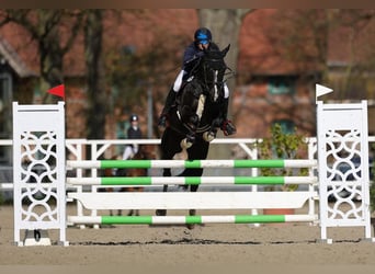Duitse rijpony, Ruin, 12 Jaar, Zwart