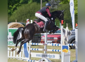 Duitse rijpony, Ruin, 12 Jaar, Zwart