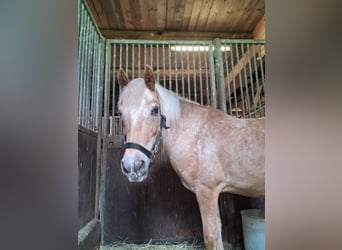 Duitse rijpony, Ruin, 13 Jaar, 130 cm