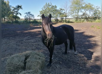 Duitse rijpony, Ruin, 13 Jaar, 132 cm, Zwartbruin
