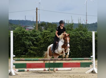 Duitse rijpony Mix, Ruin, 13 Jaar, 135 cm, Gevlekt-paard